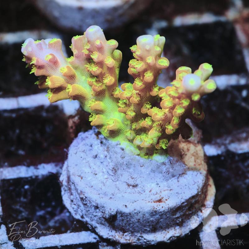 Acropora Mango Garden
